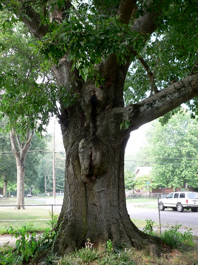 {Quercus texana}